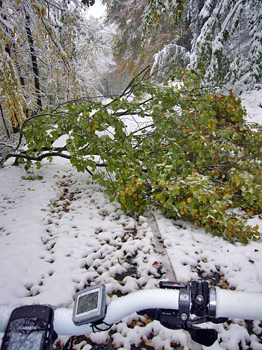 Auf dem Hinweg war der Ast noch nicht am Boden, man sieht noch meine Reifenspur unter dem Gr&uuml;n