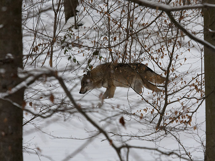 Die W&ouml;lfe folgen dem Wild in die tieferen Regionen