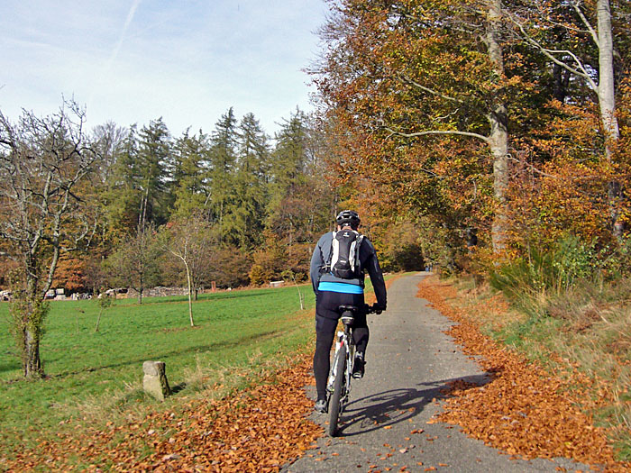 Sch&ouml;ner Herbstwald