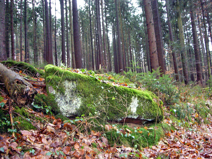 Ohne Laub sieht man, was sonst noch neben den Wegen so herum liegt, moosbewachsene Steine ...