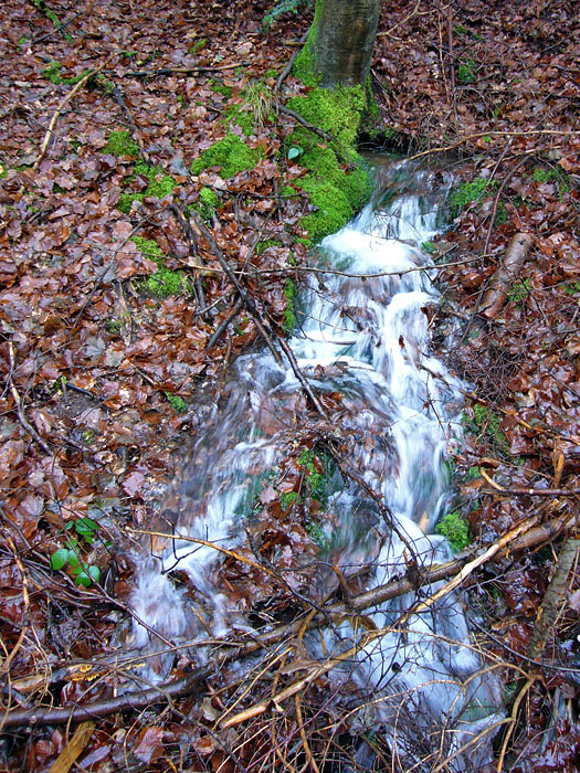 Waldi kommt schon wieder in kurzen Hosen zum Treffpunkt!
