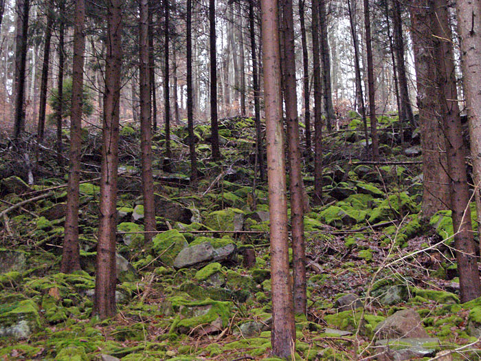 Auch hier sieht man mal, was sich sonst hinter dem Laub versteckt