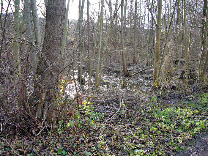 ... &uuml;berall ist es sumpfig