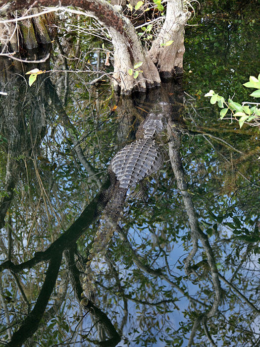 Kein Wunder, dass sich hier neue Tierarten ausbreiten