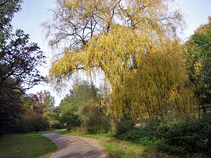 Herbstliche B&auml;ume an der Alb