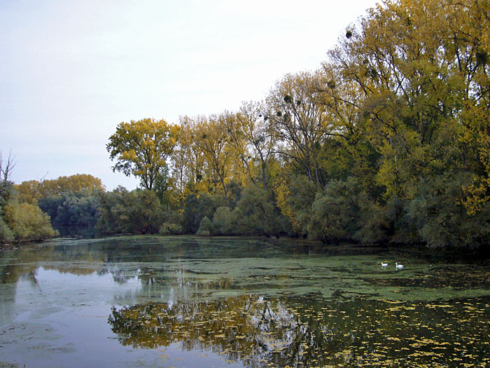 Schw&auml;ne bei den Rheinauen