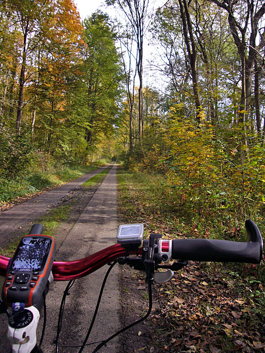Fahrt durch den Auenwald
