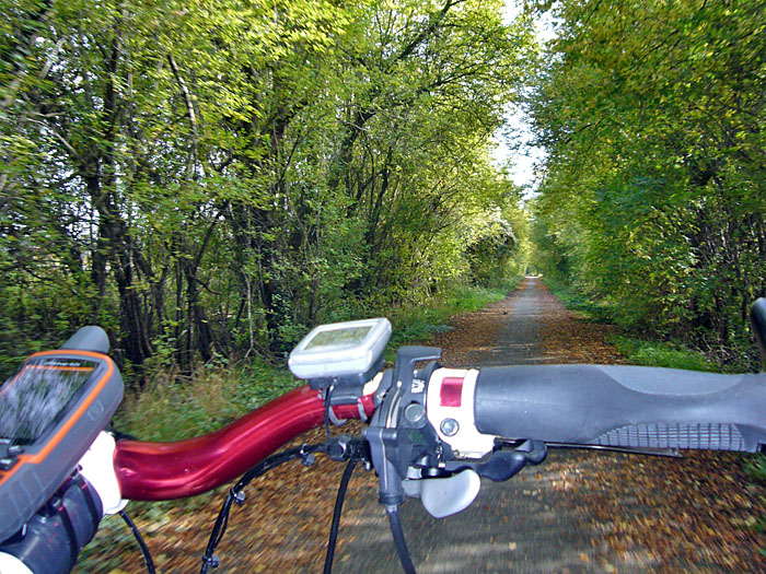 Fahrt durch den Auenwald