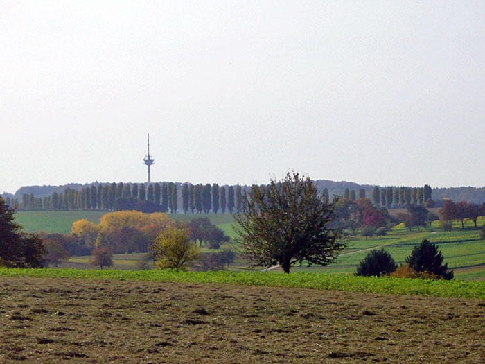 An den Pappeln im Hintergrund f&uuml;hrt mein Weg entlang