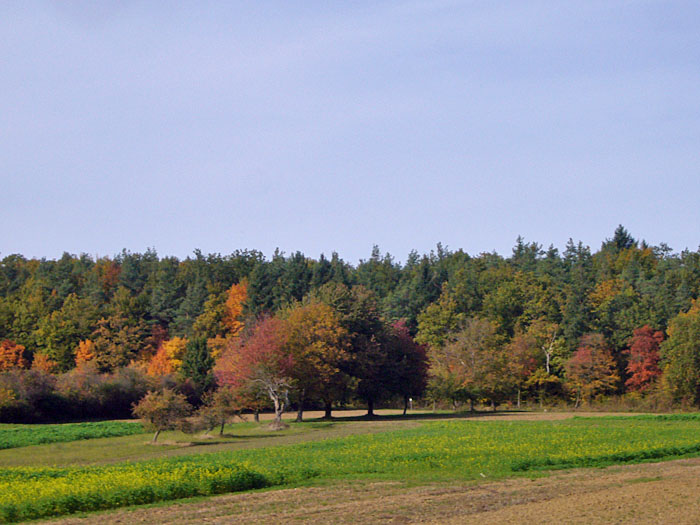 Herbstlich bunte B&auml;ume