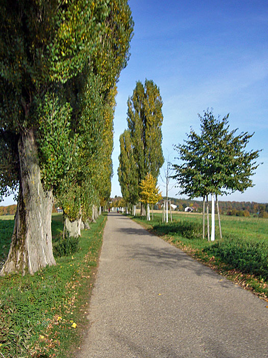 Auf der Pappelallee