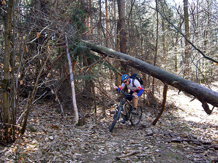 Nicht nur Steine, auch B&auml;ume bekommen wir in den Weg gelegt ;-)