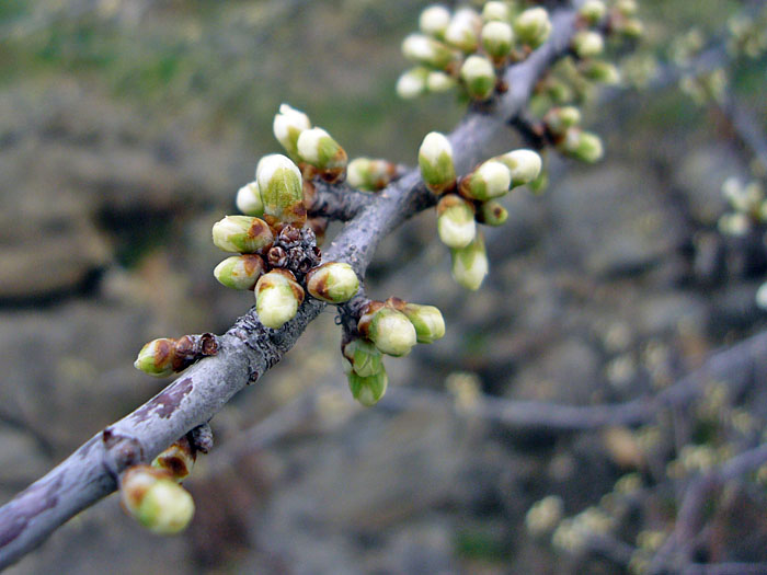 Die ersten Apfelbaum-Knospen &ouml;ffnen sich