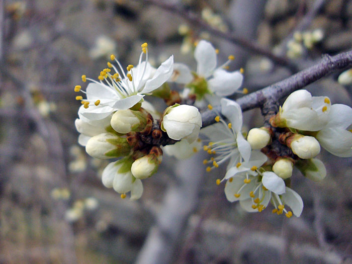 Der Fr&uuml;hling kommt!