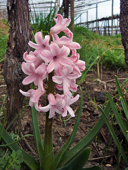 Die R&auml;nder der Weinanbaufl&auml;chen sind mit Blumen reich ausgestattet