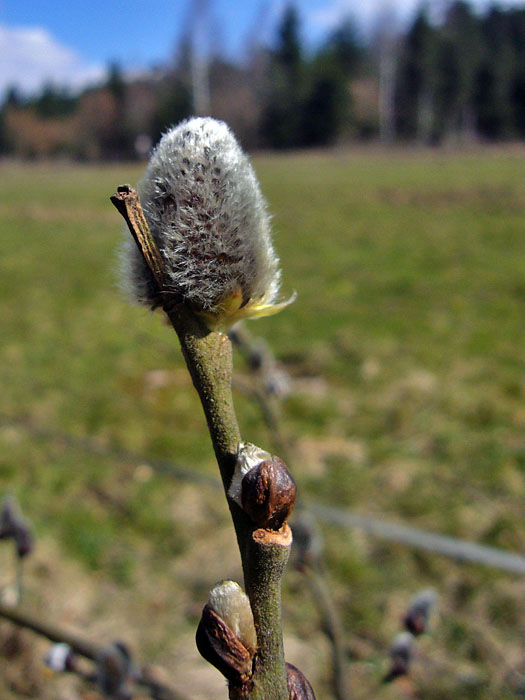 ... der Fr&uuml;hling scheint doch noch zu kommen