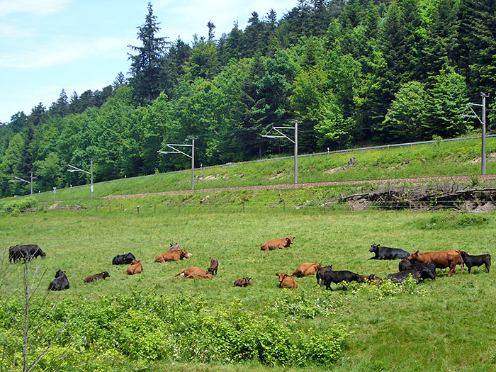Wasserb&uuml;ffel ;-)