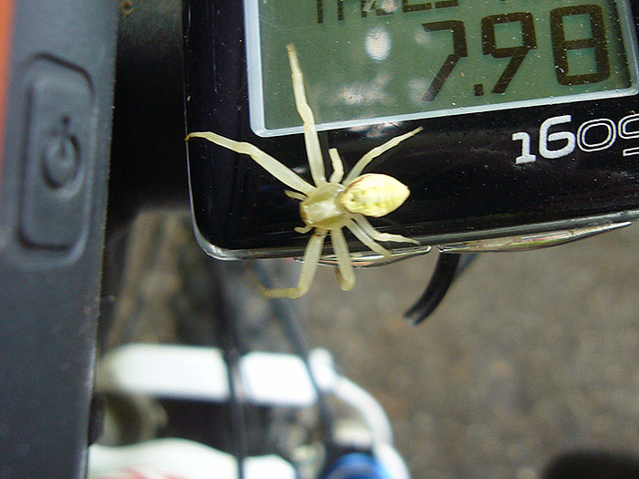 Waren wir zu langsam? Eine Spinne baut ihr Netz am Fahrrad ;-)