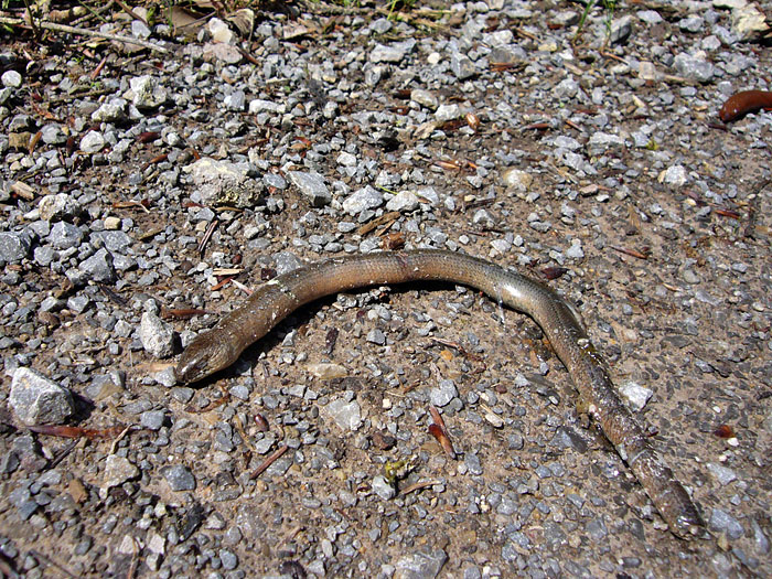 Arme Schlange, die hat jemand unn&ouml;tig erschlagen :-(