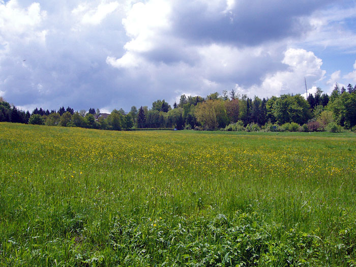 Sch&ouml;ne Wiese kurz vor Dobel