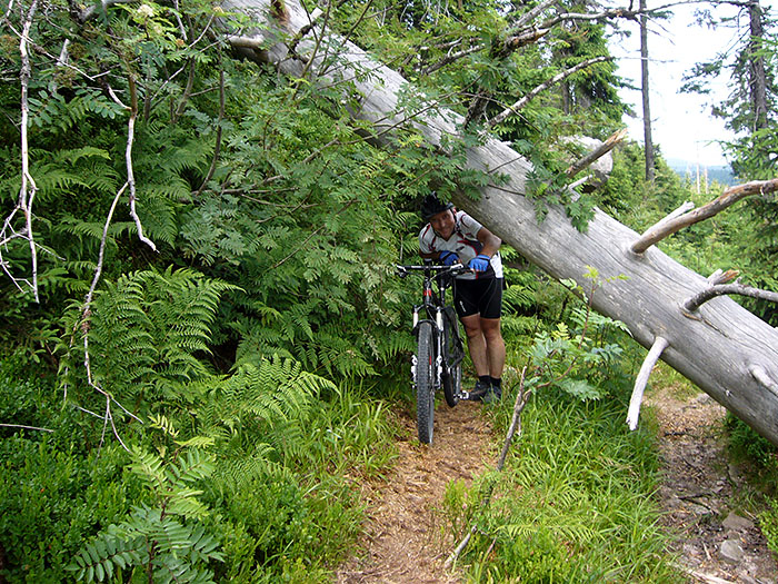 ... und auch andere Hindernisse bezwingen