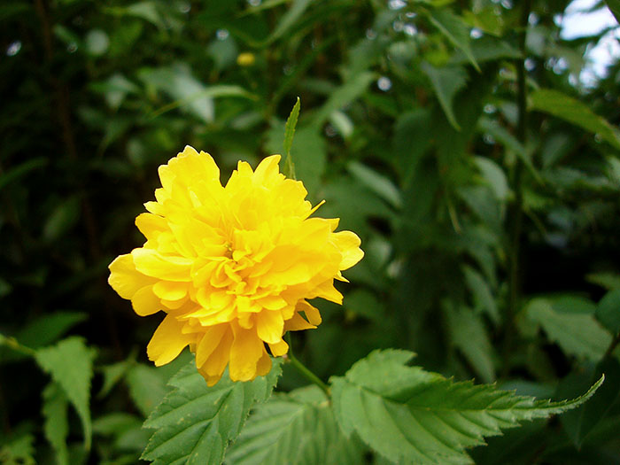 Die Waldränder sind voll mit Blüten ...