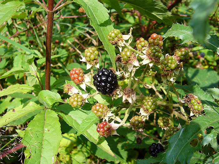 ... Brombeeren, die allerdings noch etwas säuerlich waren