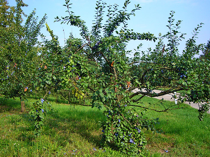 Die &Auml;ste der Zwetschgenb&auml;ume ...