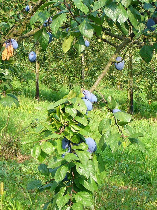 ... sind schwer mit Fr&uuml;chten beladen