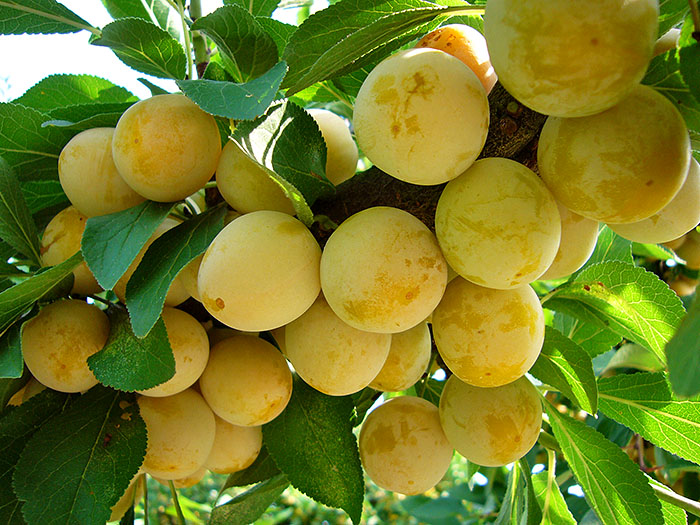 Auch die Mirabellen sind schon reif