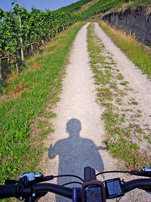 Zwischen Weinreben hindurch f&uuml;hrt der Weg nach oben