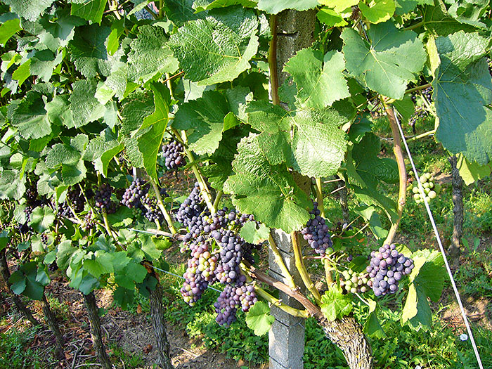 Die Weintrauben brauchen noch ein wenig Zeit ...