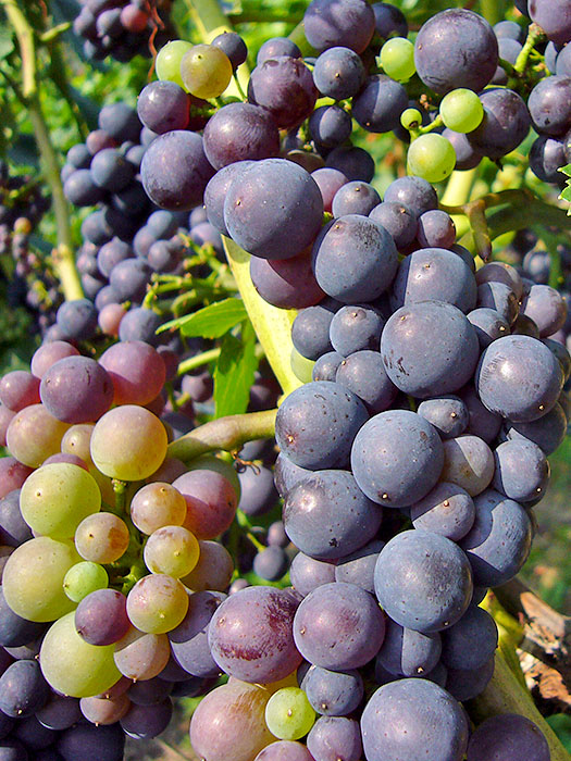 ... bis auch sie richtig reif sind