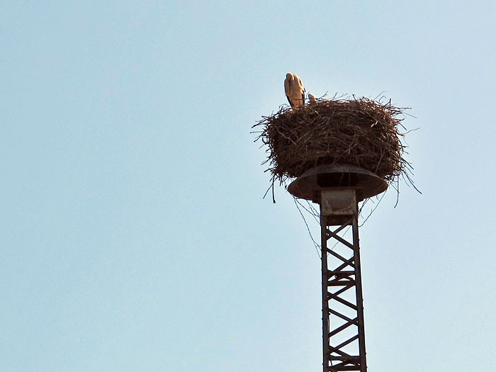 Storchennest am Wegesrand