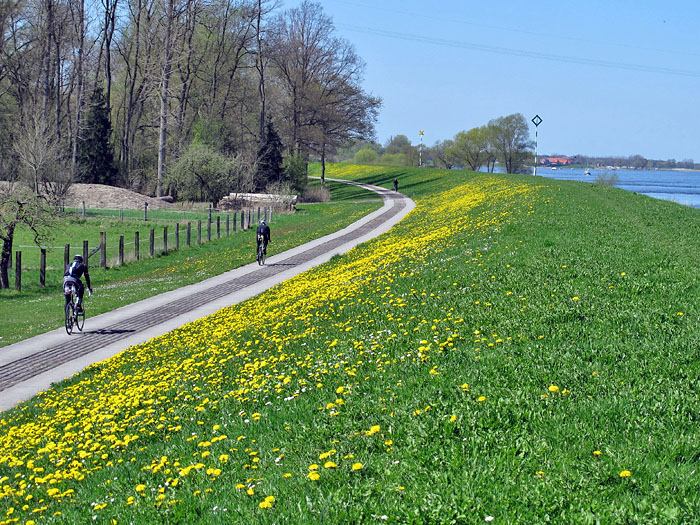 Radler am Elbedeich
