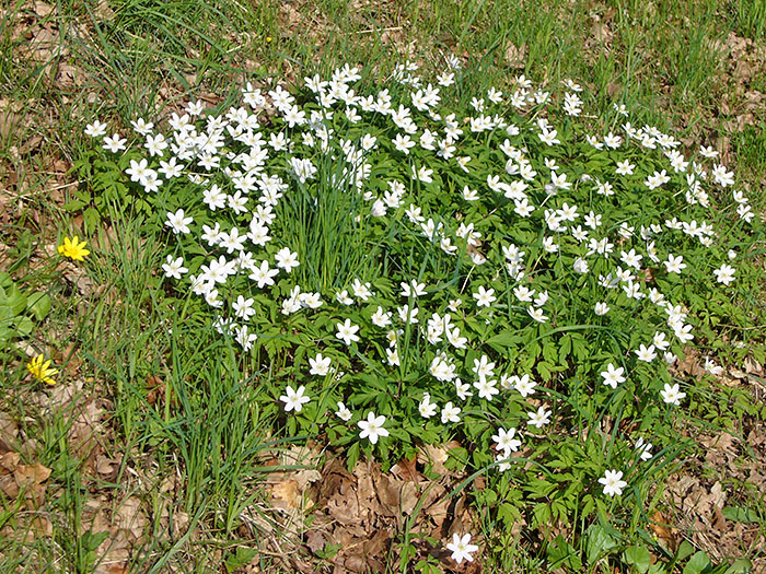 Die Sonne hat zahlreiche Blumen herausgelockt