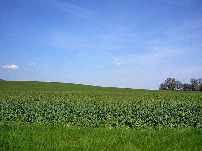 Au&szlig;er Kartoffeln gibt es hier nichts ...