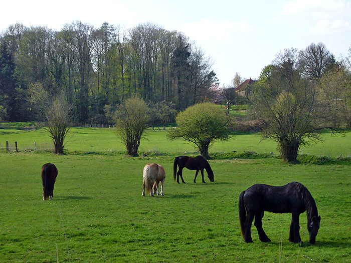 Die Pferdle auf der Weide sind eine willkommene Abwechslung ...