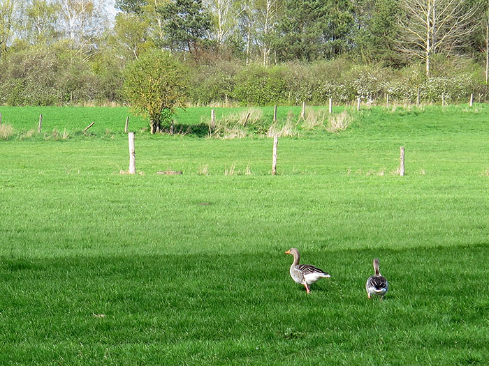 ... neben den zahlreichen G&auml;nsen auf den Wiesen
