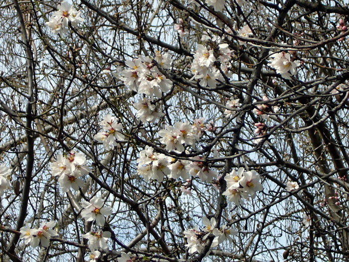 Fr&uuml;hlingsboten, hoffentlich erfrieren sie nicht