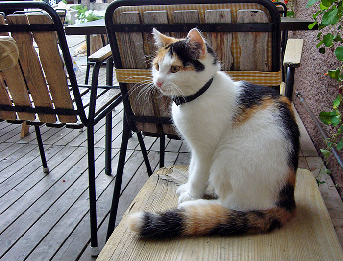 Liebe Katze bei Grafenast