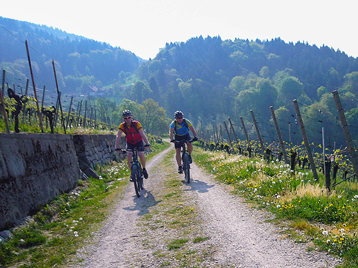 Durch die Weinberge arbeiten wir uns nach oben