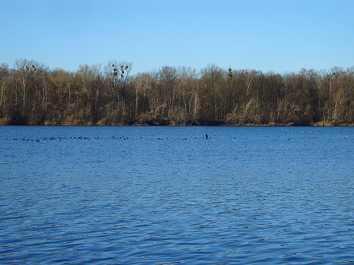Wasserv&ouml;gel auf dem Fermasee