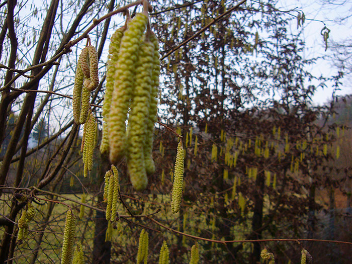 ... gleichzeitig findet man verbl&uuml;hte Haselstr&auml;ucher, die "Freunde" der Allergiker ;-)
