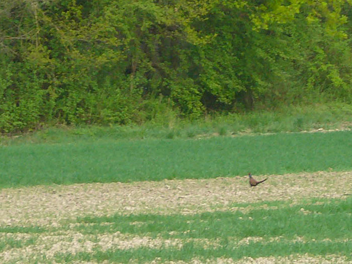 Goldfasan auf der Flucht, ich hab doch nur mit der Knipse geschossen ;-)