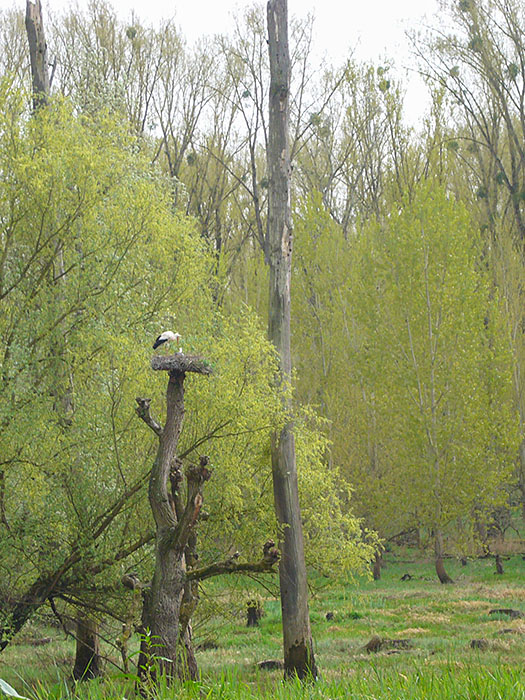 Meister Adebar mit Nachwuchs