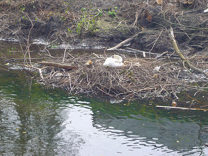 Br&uuml;tender Schwan an der Alb