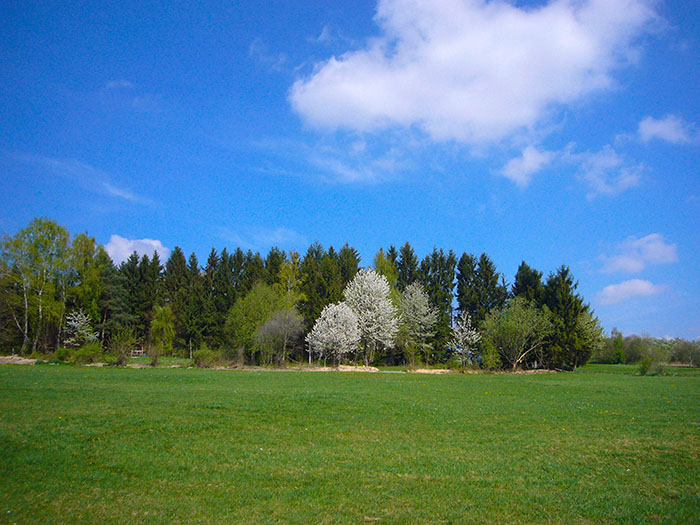 &Uuml;berall bl&uuml;ht und sprie&szlig;t es ...