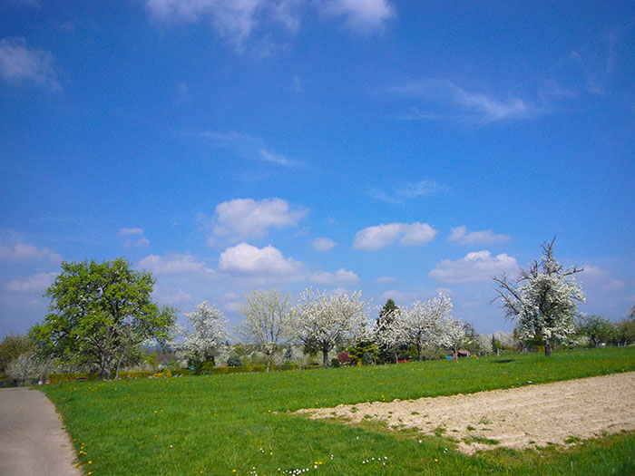 ... doch keine Rose ohne Dornen, als Pollenallergiker kommen einem trotzdem die Tr&auml;nen