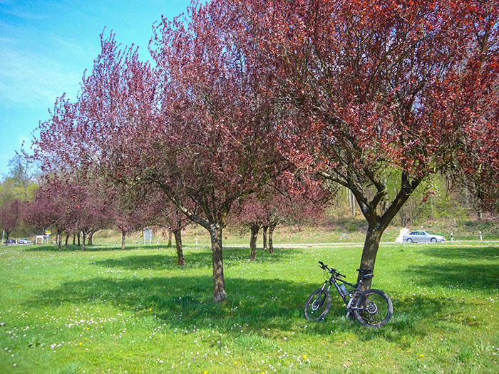 Vor einigen Tagen war alles voll rosa Bl&uuml;ten, heute sind es rote Bl&auml;tter